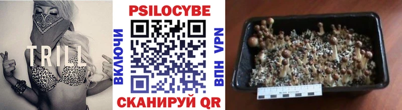 Купить  Камбарка  Галлюциногенные грибы Magic Shrooms 